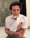Nicola Peltz Dog Death Court Drama in the middle of the Beckham family feudal